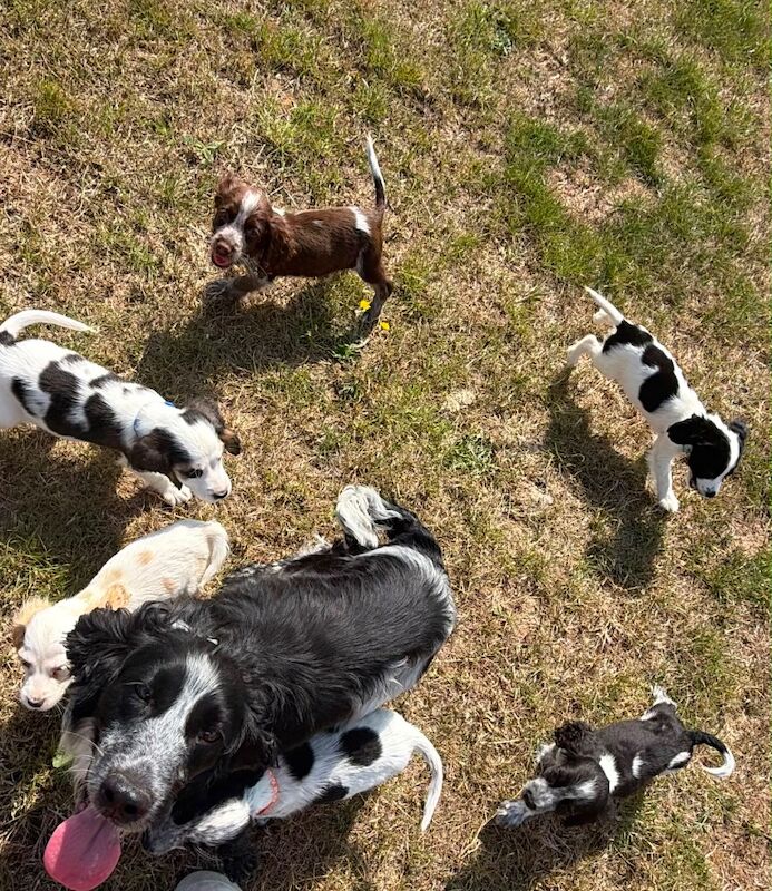 Beautiful cocker spaniels last girl!. - Image 13 of 15