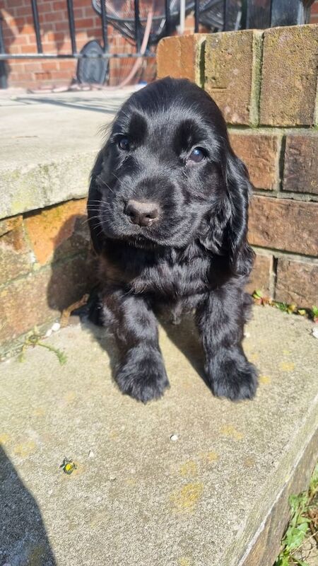 Cocker Spaniel puppies for sale in Warrington, Cheshire – 10 months old - Image 1 of 3
