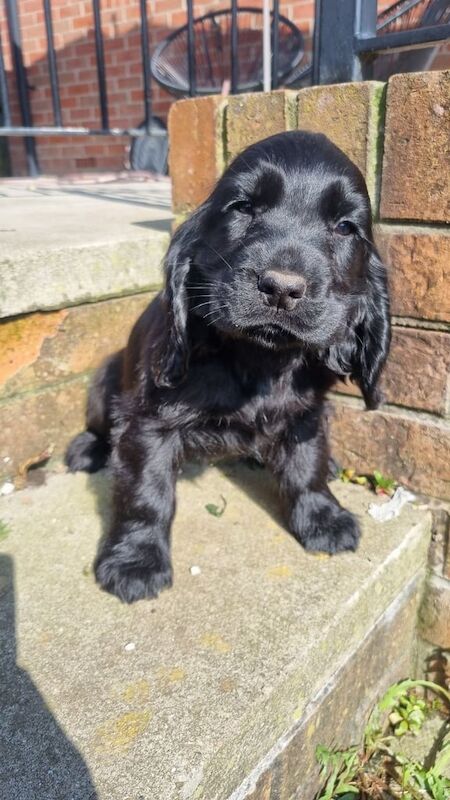 Cocker Spaniel puppies for sale in Warrington, Cheshire – 10 months old - Image 2 of 3