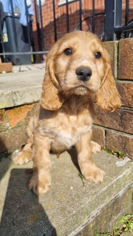Cocker Spaniel puppies for sale in Warrington, Cheshire – 10 months old - Image 3 of 3