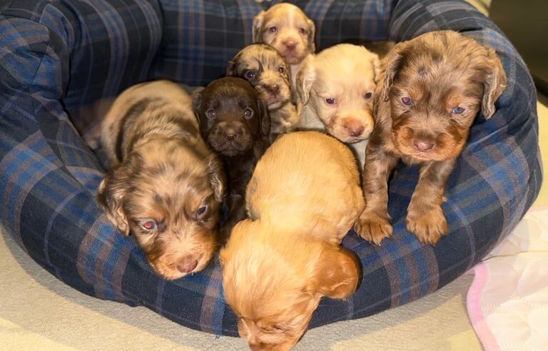 Beautiful cocker spaniels for sale in Droitwich Spa, Worcestershire