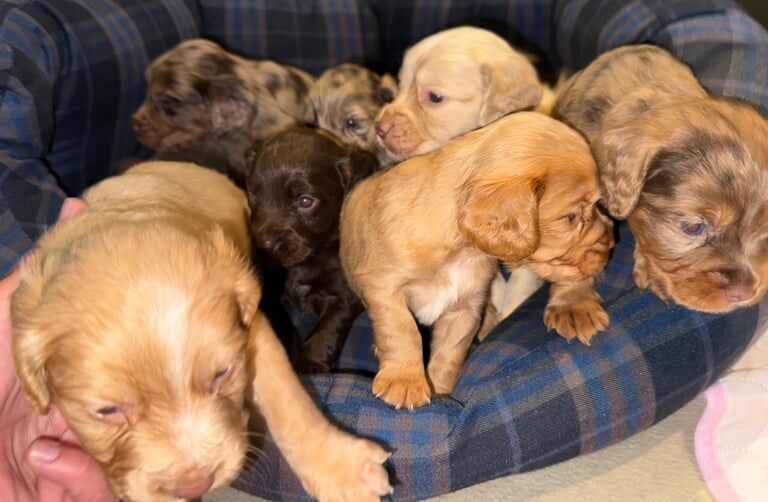 Beautiful cocker spaniels for sale in Droitwich Spa, Worcestershire | Image 2