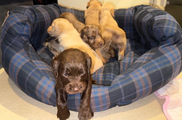 Beautiful cocker spaniels for sale in Droitwich Spa, Worcestershire | Image 3