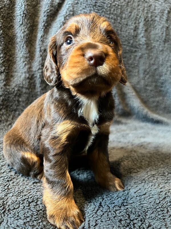 Beautiful cocker spaniels for sale in Bishop Auckland, Durham