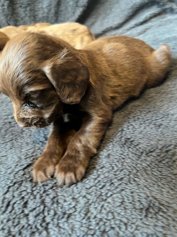 Beautiful cocker spaniels - Image 2 of 3