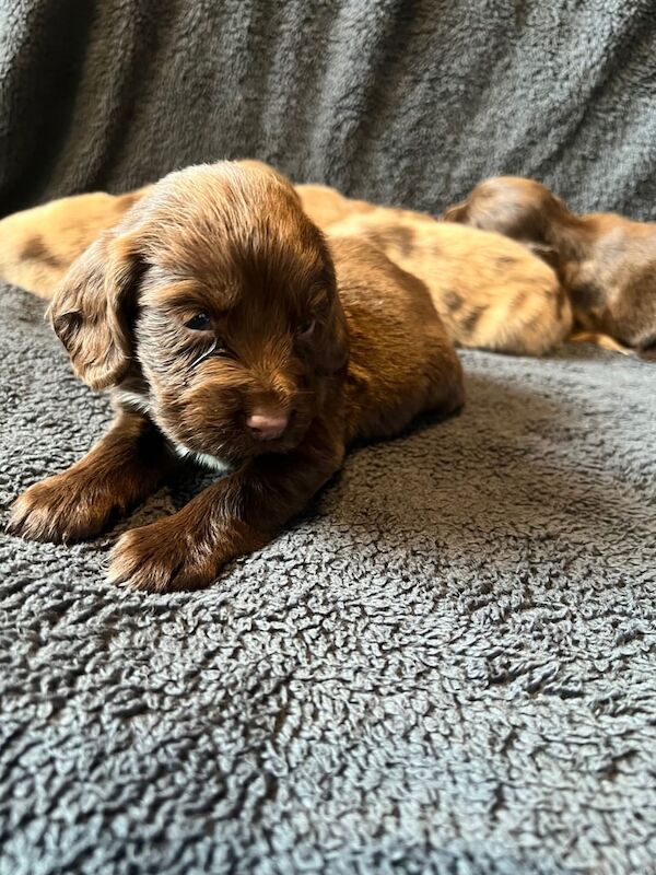 Beautiful cocker spaniels - Image 3 of 3