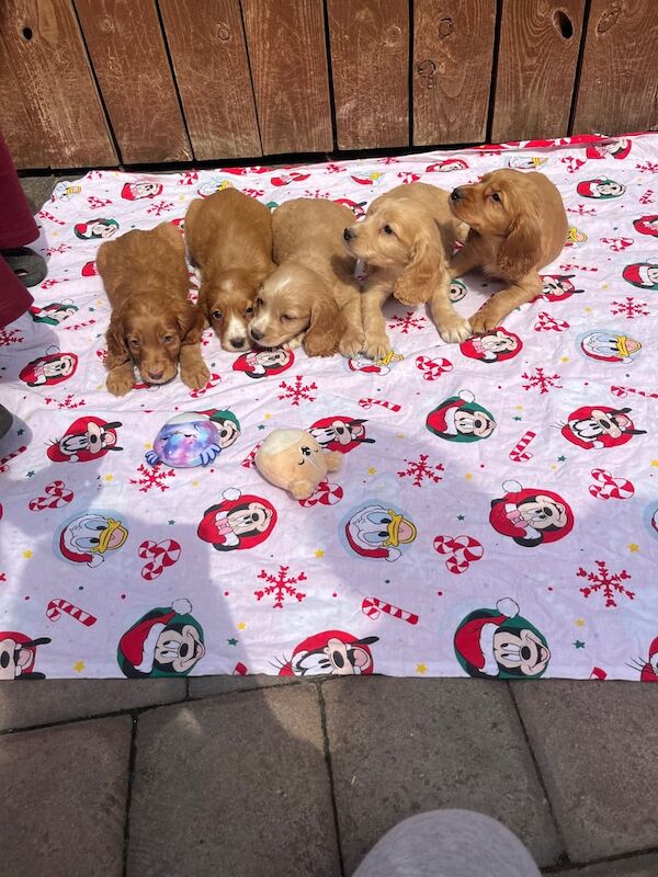 Cocker Spaniel puppies for sale in Darlington, Durham – 8 weeks old