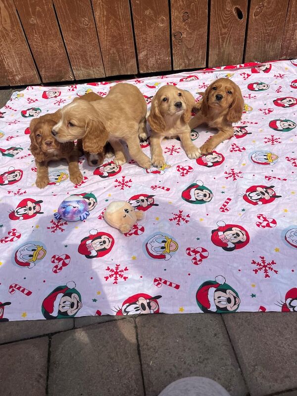 Cocker Spaniel puppies for sale in Darlington, Durham – 8 weeks old - Image 2 of 3