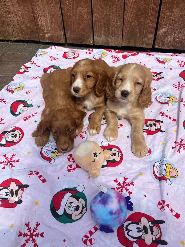 Cocker Spaniel puppies for sale in Darlington, Durham – 8 weeks old - Image 3 of 3