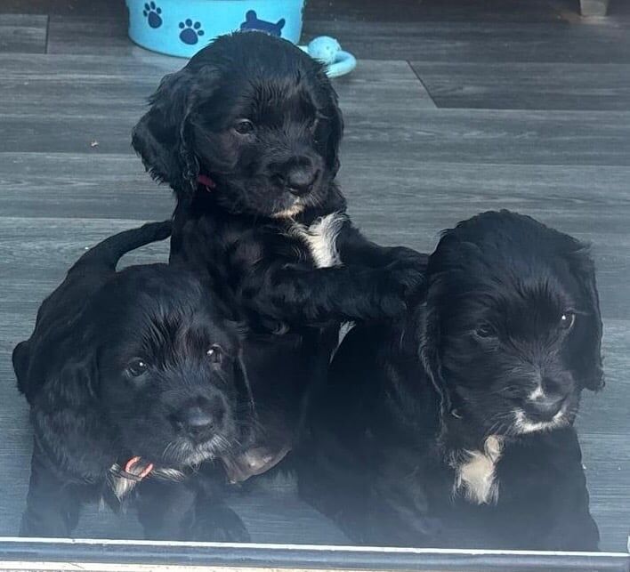 Cocker Spaniel puppies for sale in Stafford, Staffordshire – 5 weeks old