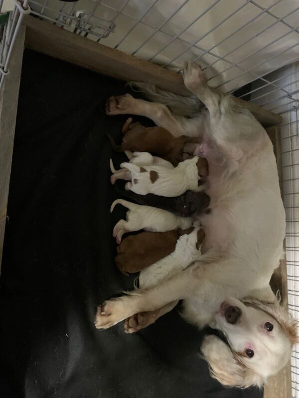 Cocker Spaniel puppies for sale in Morpeth, Northumberland – 6 weeks old