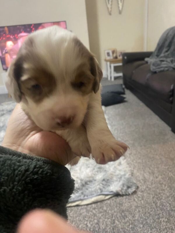 Cocker Spaniel puppies for sale in Morpeth, Northumberland – 3 weeks old - Image 2 of 6