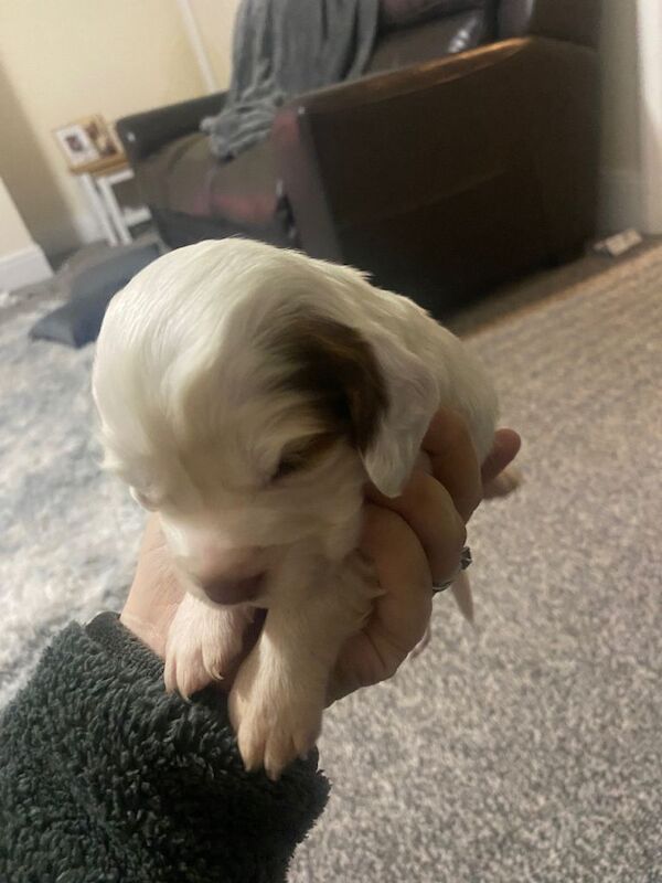 Cocker Spaniel puppies for sale in Morpeth, Northumberland – 3 weeks old - Image 3 of 6