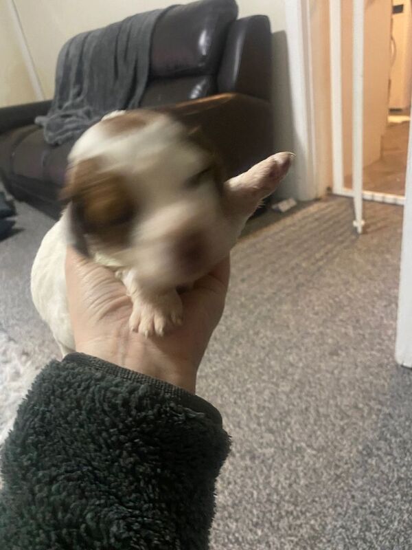 Cocker Spaniel puppies for sale in Morpeth, Northumberland – 3 weeks old - Image 4 of 6