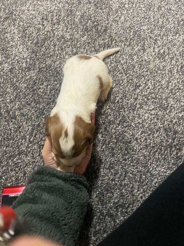 Cocker Spaniel puppies for sale in Morpeth, Northumberland – 3 weeks old - Image 5 of 6