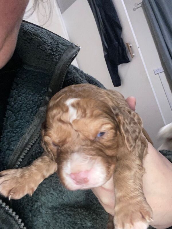Cocker Spaniel puppies for sale in Morpeth, Northumberland – 3 weeks old - Image 6 of 6
