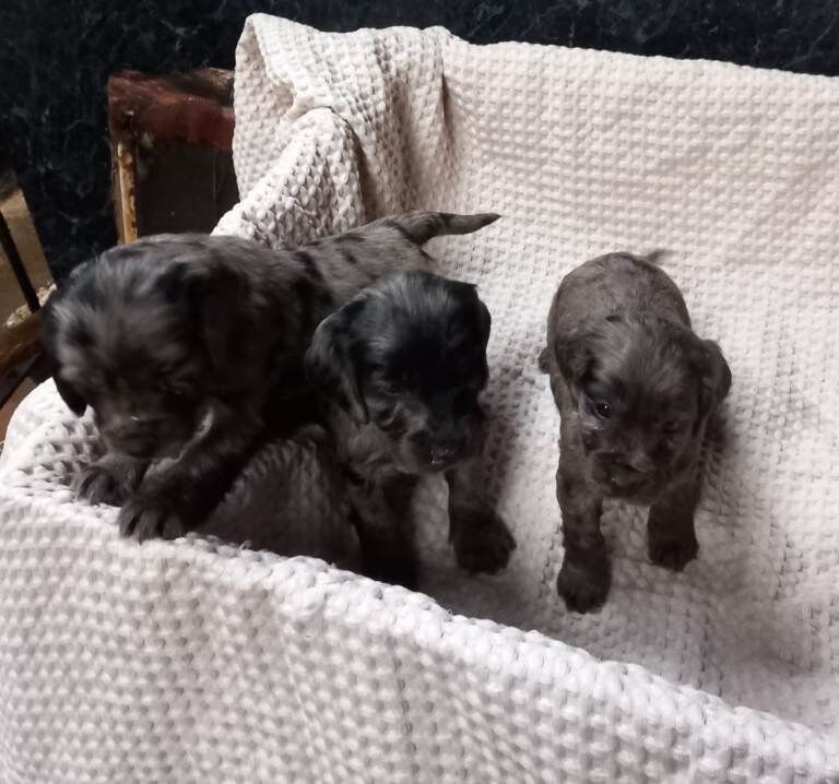 Cocker Spaniel puppies for sale in Neath, Neath Port Talbot – 7 weeks old