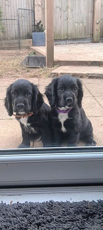 Cocker Spaniel puppies for sale in Biddenden, Kent – 9 weeks old