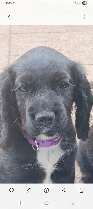 Cocker Spaniel puppies for sale in Biddenden, Kent – 5 months old - Image 2 of 2