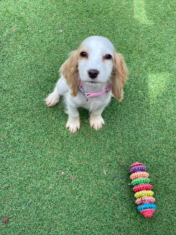 Beautiful cocker spaniels last girl!. - Image 15 of 15