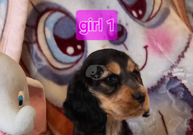 Cocker Spaniel puppies for sale in Rotherham, South Yorkshire – 1 year old - Image 1 of 5