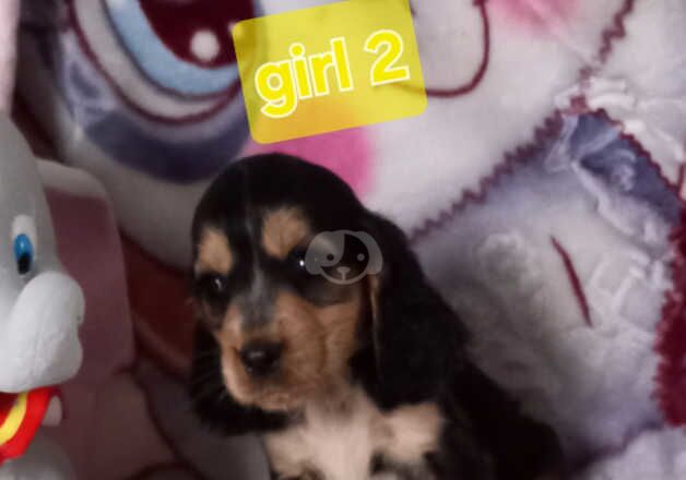 Cocker Spaniel puppies for sale in Rotherham, South Yorkshire – 1 year old - Image 2 of 5