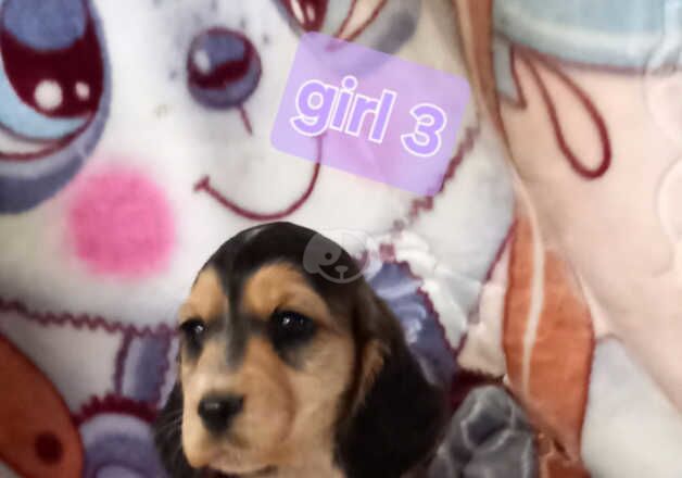 Cocker Spaniel puppies for sale in Rotherham, South Yorkshire – 1 year old - Image 3 of 5