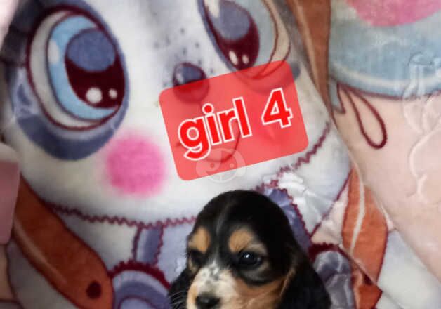 Cocker Spaniel puppies for sale in Rotherham, South Yorkshire – 1 year old - Image 4 of 5