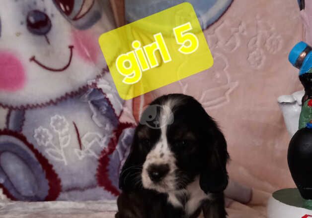 Cocker Spaniel puppies for sale in Rotherham, South Yorkshire – 1 year old - Image 5 of 5