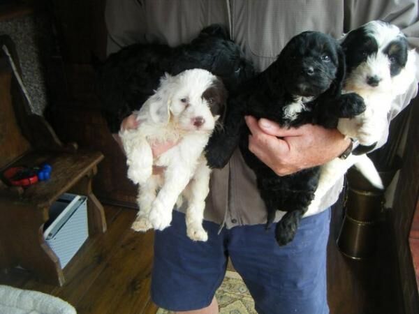 beautiful cockerpoo pups for sale in Tyldesley, Greater Manchester - Image 1