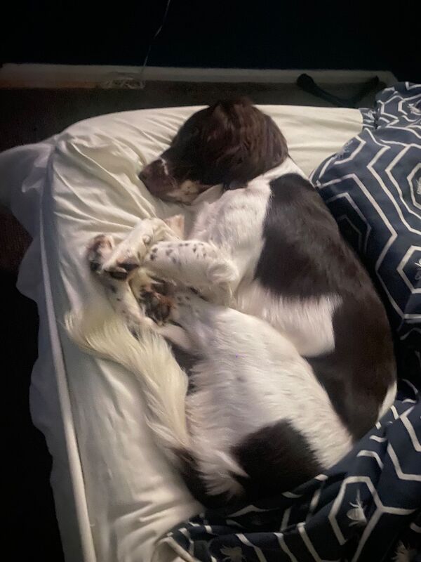 Cocker Spaniel puppies for sale in Wrexham / Wrecsam, Clwyd – 2 years old