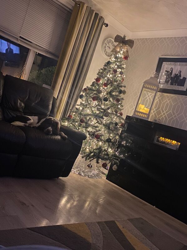 Beautiful English springer spaniel - Image 2 of 3