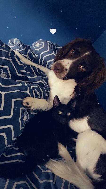 Beautiful English springer spaniel - Image 3 of 3