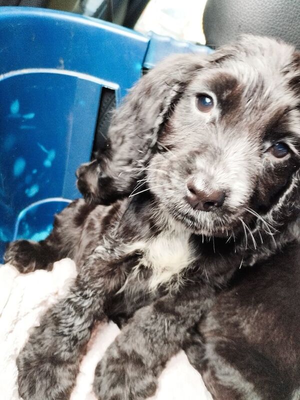 Cocker Spaniel puppies for sale in Sandwell, West Midlands – 9 weeks old