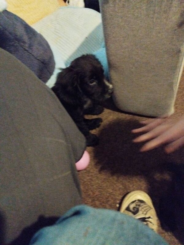 Cocker Spaniel puppies for sale in Sandwell, West Midlands – 9 weeks old - Image 2 of 4