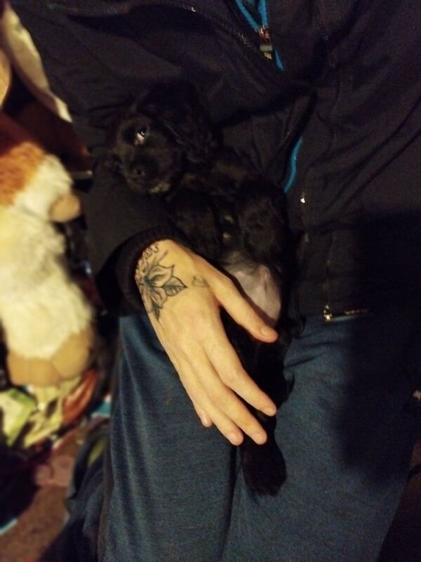 Cocker Spaniel puppies for sale in Sandwell, West Midlands – 9 weeks old - Image 3 of 4