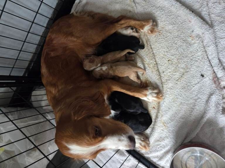Beautiful Full Cocker Spaniel Pups - Image 2 of 4