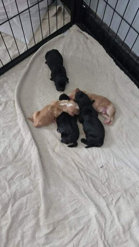 Beautiful Full Cocker Spaniel Pups - Image 3 of 4