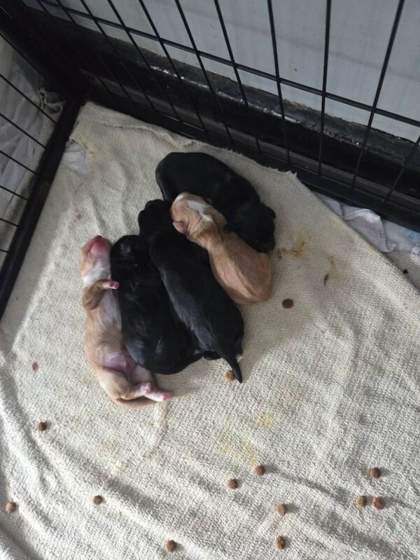 Beautiful Full Cocker Spaniel Pups - Image 4 of 4