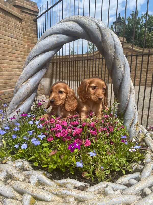 Beautiful golden cocker spaniel puppies for sale in Gillingham, Kent