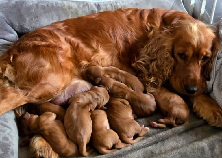 Cocker Spaniel puppies for sale in Lisnaskea, County Fermanagh – 1 week old