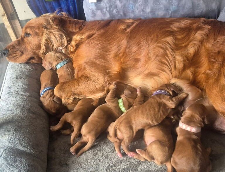 Cocker Spaniel puppies for sale in Lisnaskea, County Fermanagh – 5 weeks old - Image 2 of 3