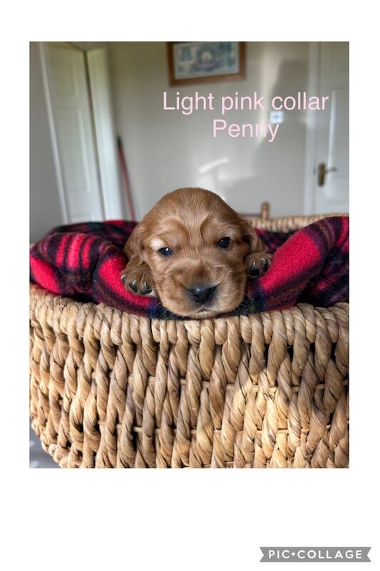 Cocker Spaniel puppies for sale in Kinawley, County Fermanagh – KC registered, 3 weeks old