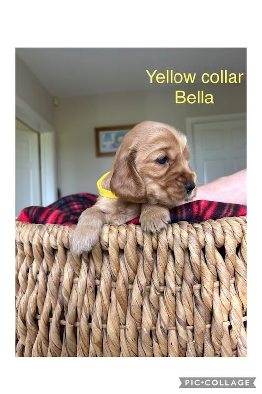 Cocker Spaniel puppies for sale in Kinawley, County Fermanagh – KC registered, 3 weeks old - Image 2 of 3