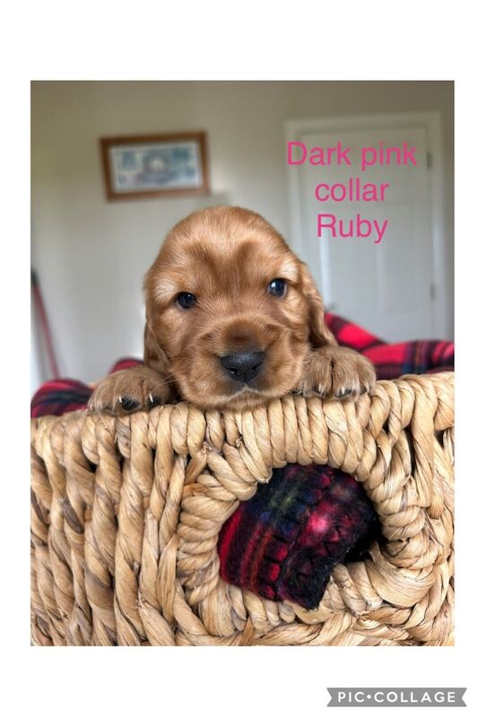 Cocker Spaniel puppies for sale in Kinawley, County Fermanagh – KC registered, 3 weeks old - Image 3 of 3