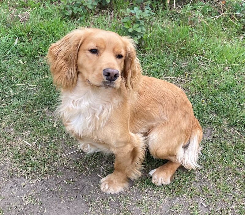 Beautiful Golden WCS Stud Dog