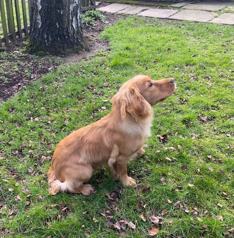 Beautiful Golden WCS Stud Dog - Image 2 of 4