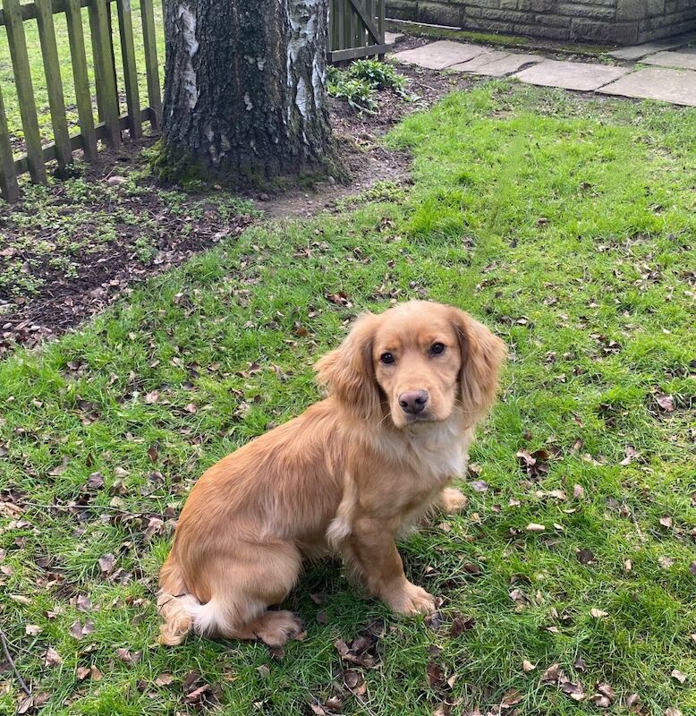 Beautiful Golden WCS Stud Dog - Image 3 of 4