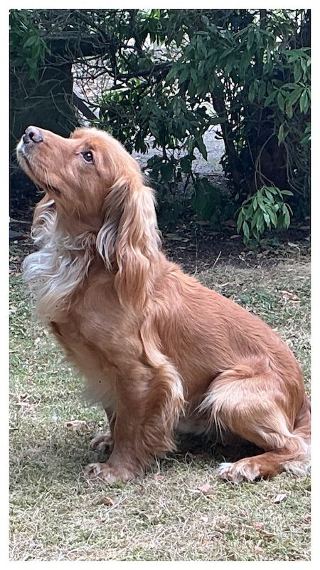 Beautiful Golden WCS Stud Dog - Image 4 of 4
