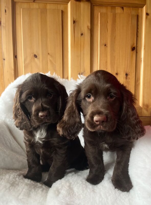 Beautiful health tested sprocker